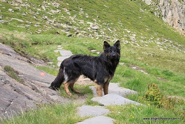 Een prachtige Oudduitse Herder poseert in de bergen